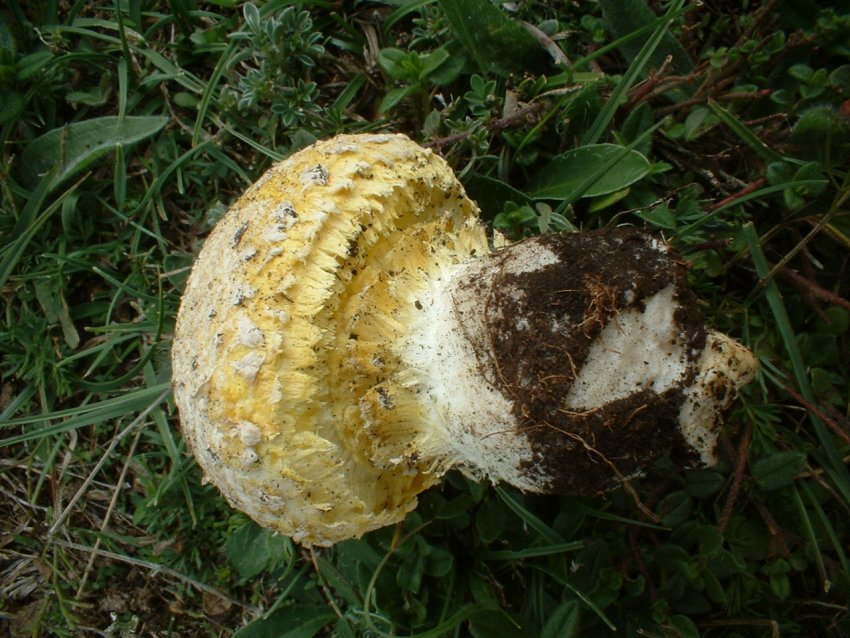 Floccularia luteovirens